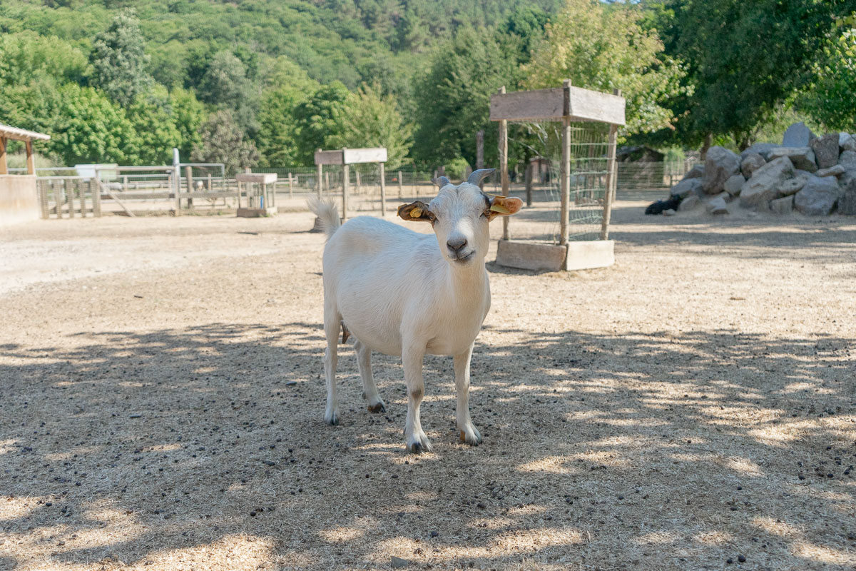 Parc animalier - Chèvre naine