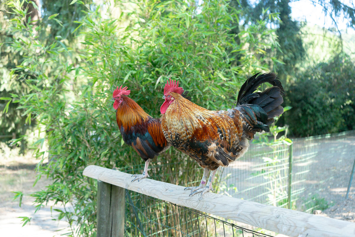 Parc animalier - Coqs