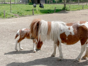 idées cadeaux bébé 1 an : carte annuelle - Parc animalier