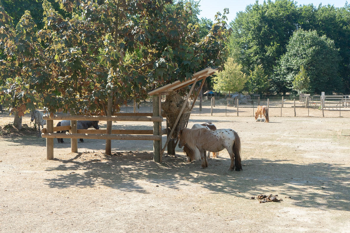 Parc animalier - Poney